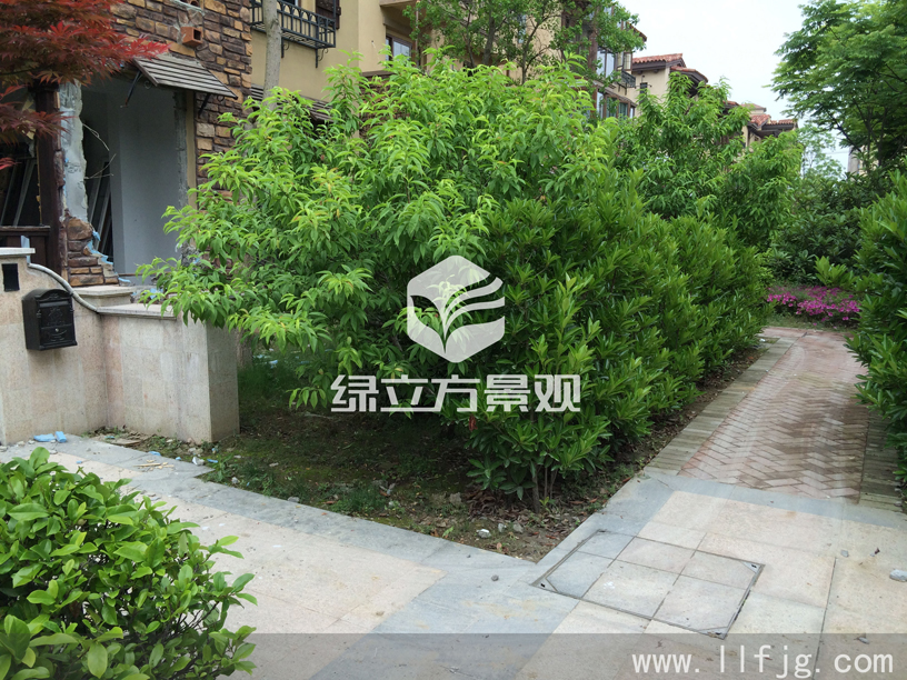 别墅庭院 别墅庭院