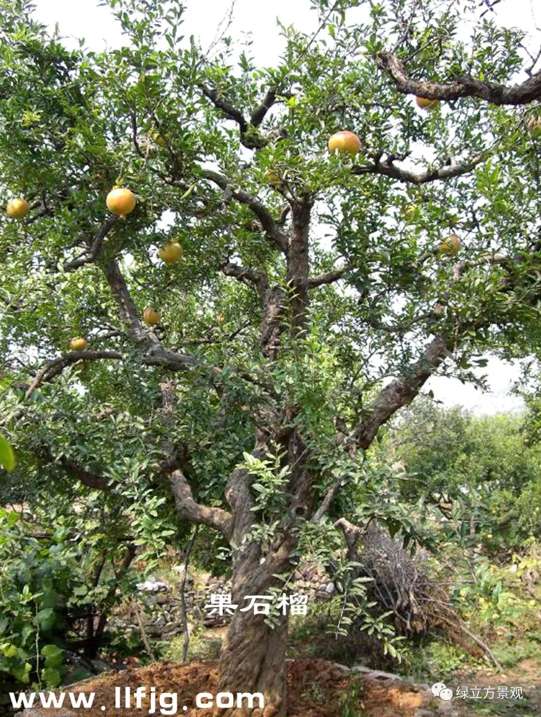 果石榴，石榴，石榴树，石榴树结果，古石榴，大石榴树