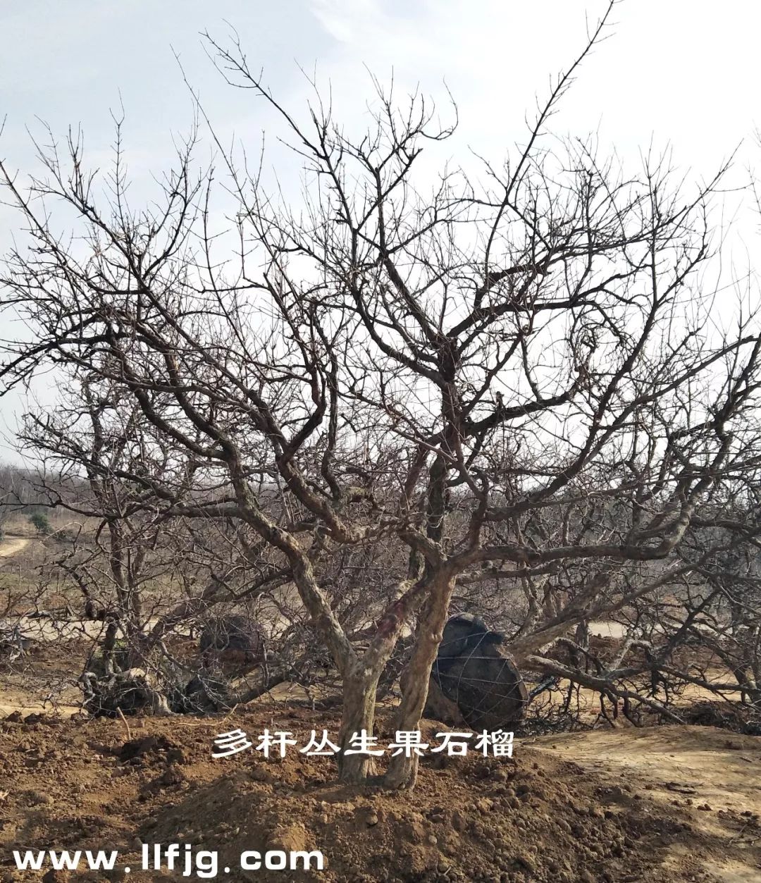 果石榴，石榴，石榴树，石榴树结果，古石榴，大石榴树，陕西临潼石榴树