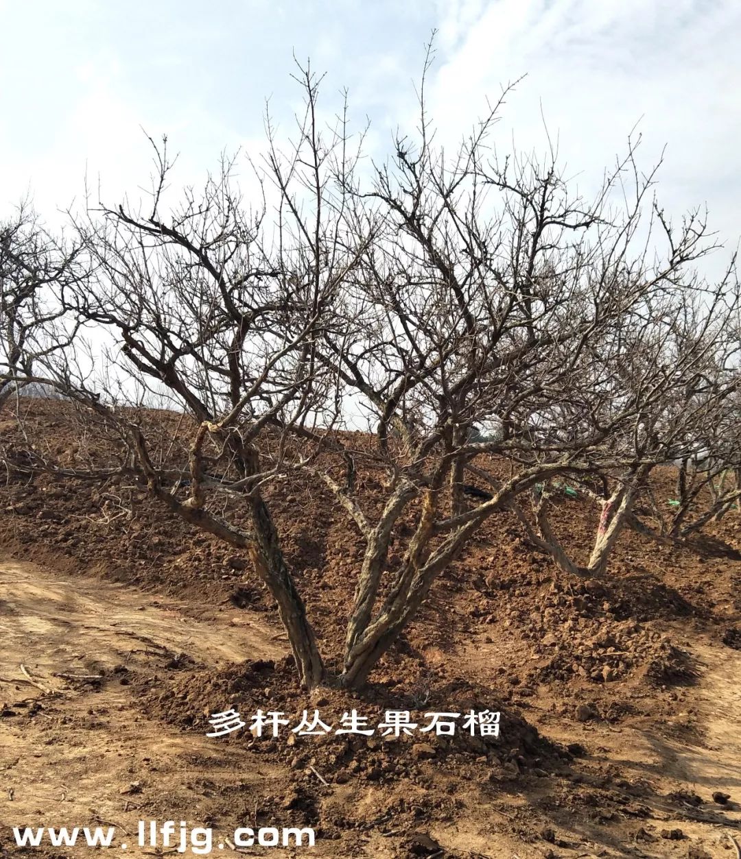 果石榴，石榴，石榴树，石榴树结果，古石榴，大石榴树，陕西临潼石榴树