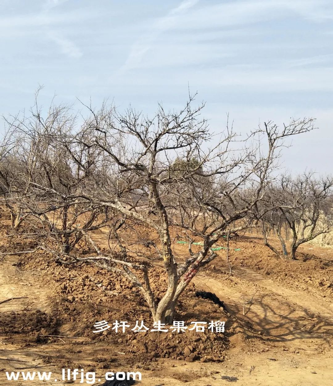 果石榴，石榴，石榴树，石榴树结果，古石榴，大石榴树，陕西临潼石榴树