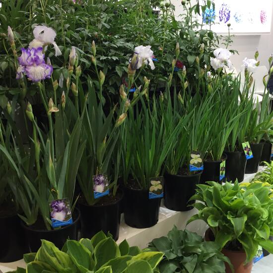 苏州绿立方景观参加中国国际花卉园艺展览会