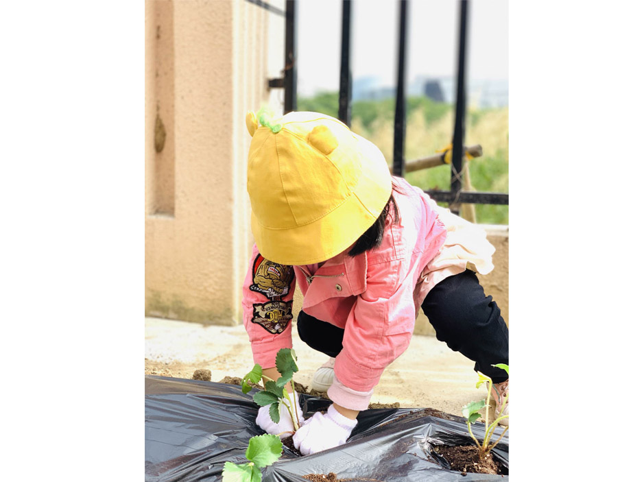  绿立方景观养护，花园养护，苏州庭院施工，院子设计，院子施工，昆山庭院设计