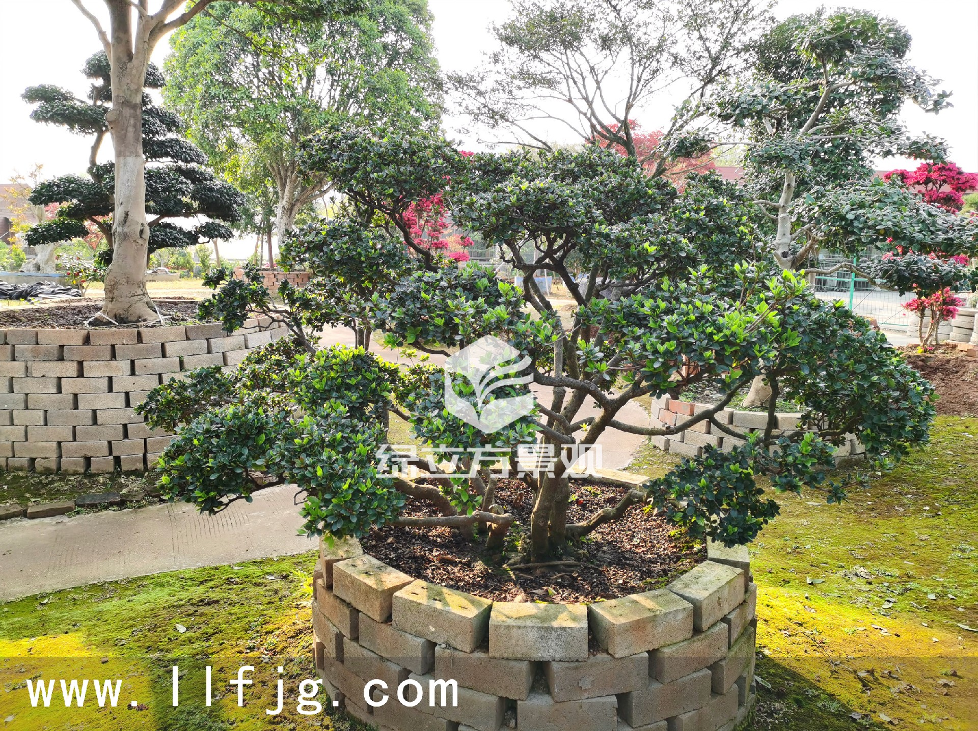 日本久留米杜鹃，庭院设计，庭院植物，别墅景观设计，绿立方景观