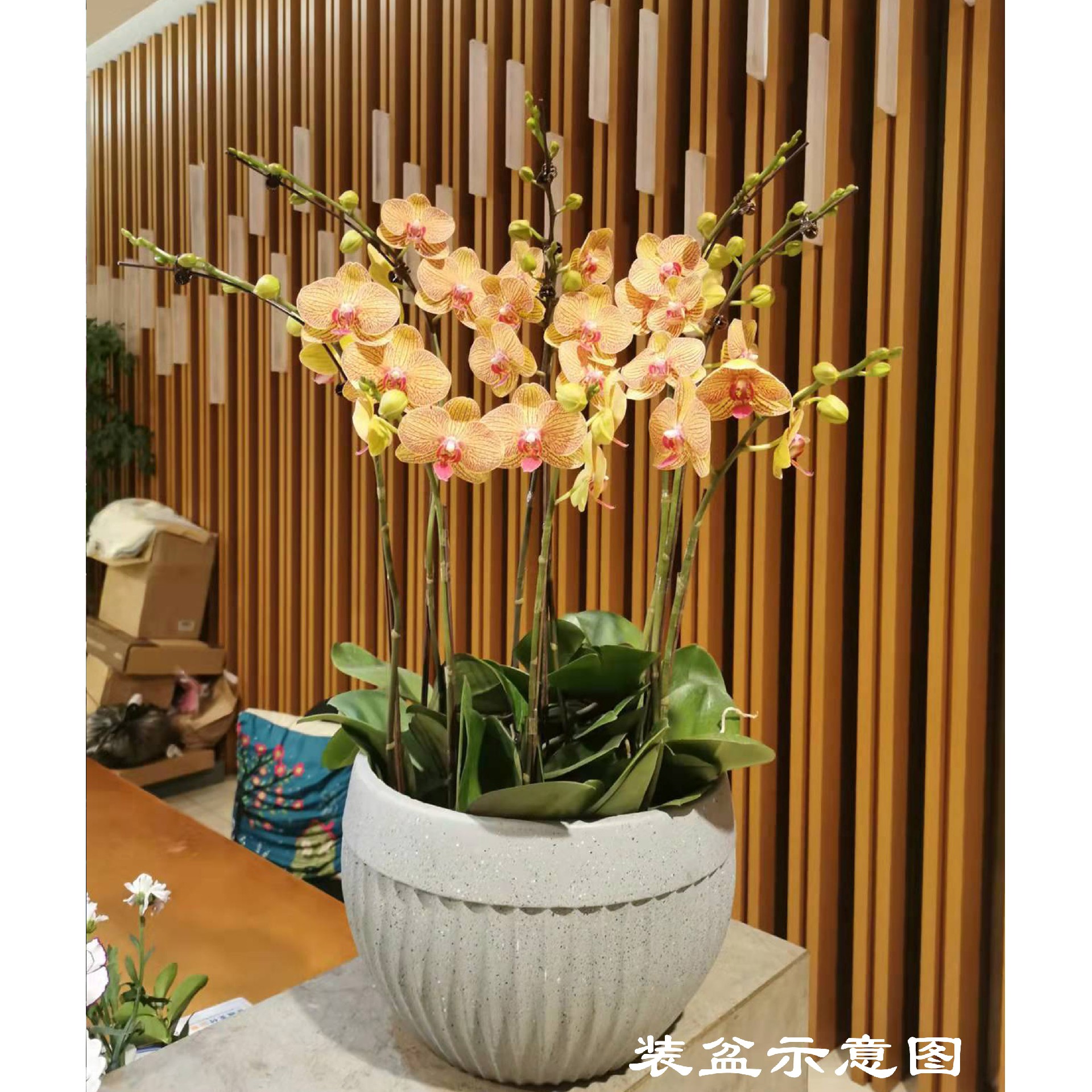 苏州绿立方景观 室内绿植 万科物业 蝴蝶兰 苏州绿立方景观 室内绿植 万科物业 蝴蝶兰