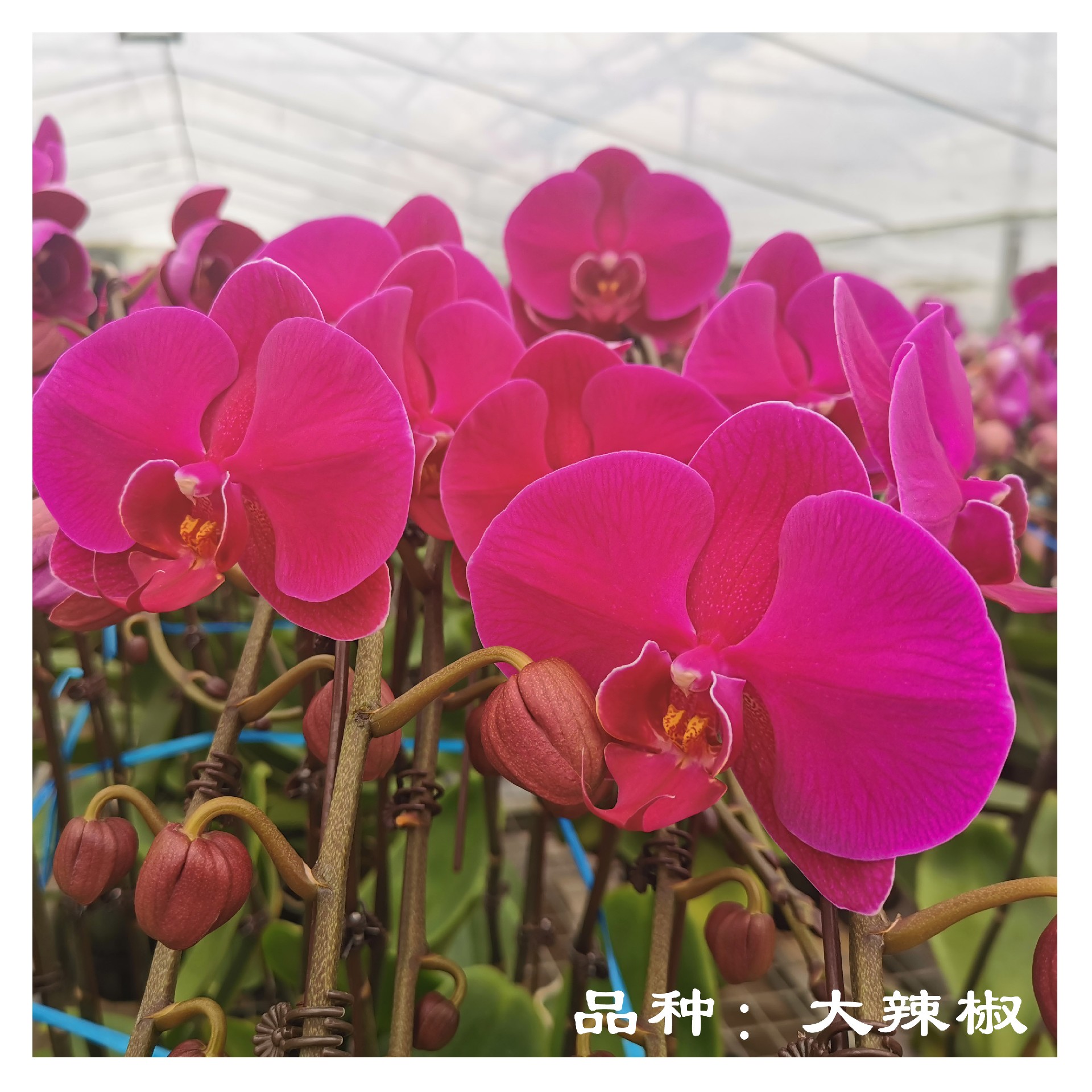 苏州绿立方景观 室内绿植 万科物业 蝴蝶兰 苏州绿立方景观 室内绿植 万科物业 蝴蝶兰