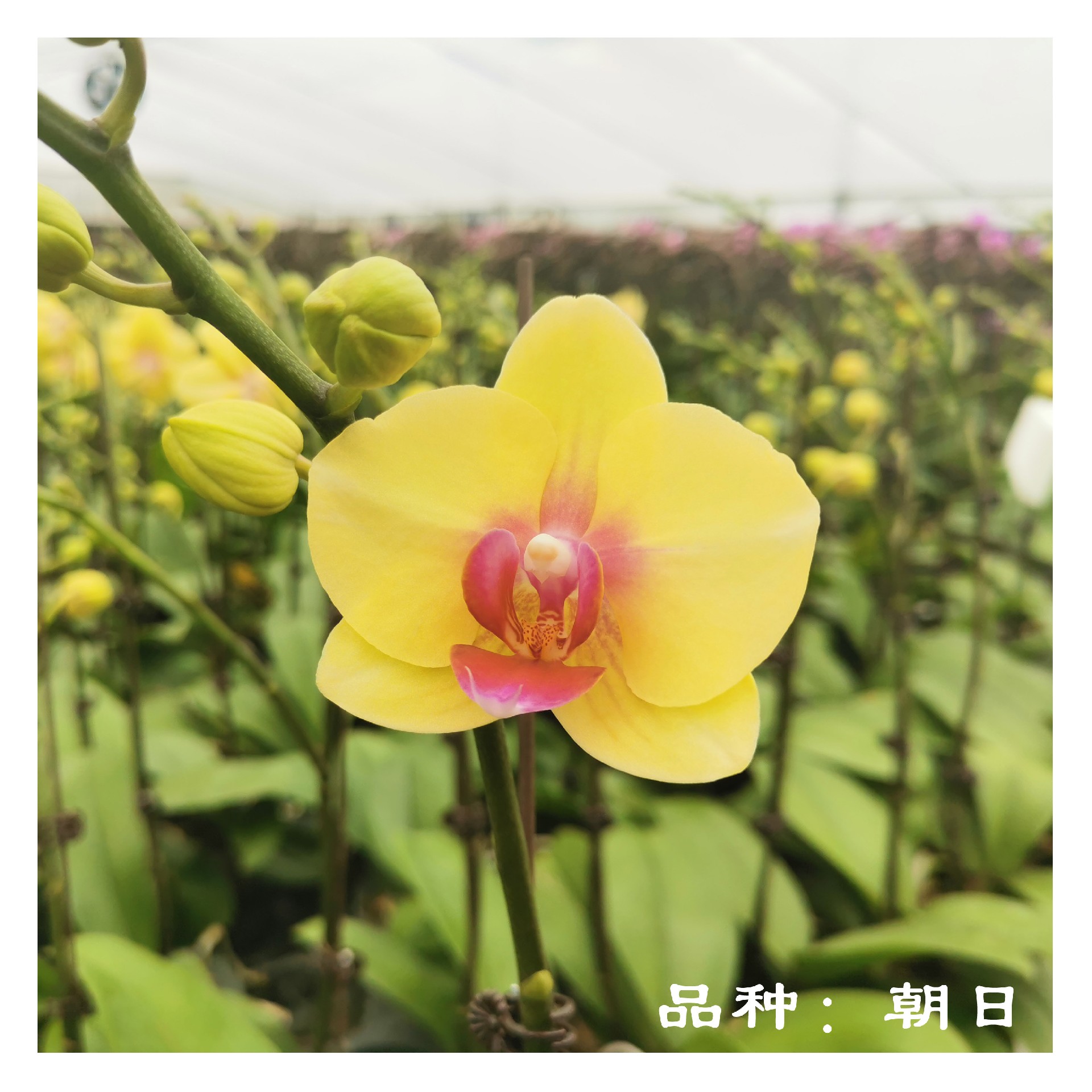 苏州绿立方景观 室内绿植 万科物业 蝴蝶兰 苏州绿立方景观 室内绿植 万科物业 蝴蝶兰