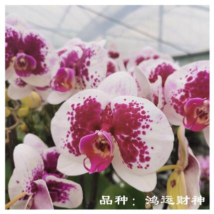 恭喜苏州绿立方景观成为万科物业绿植供应商