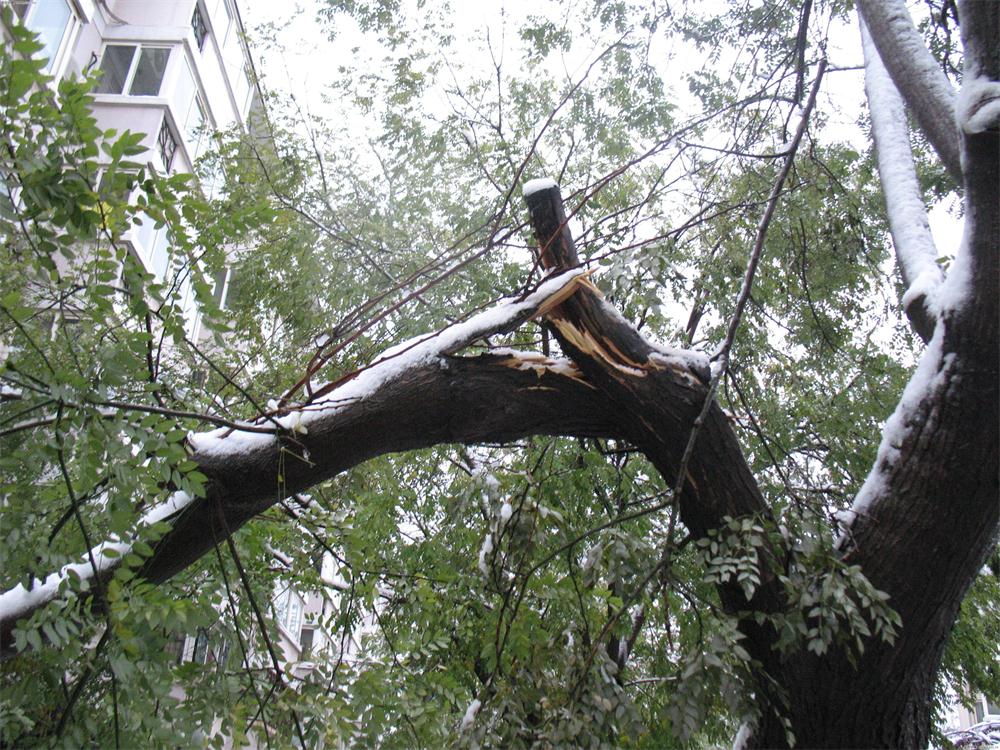 庭院雪灾，花园雪灾，树木压断，树木修剪，花园维护，花园管家