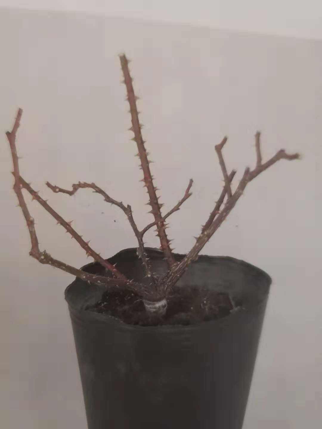 月季修剪，欧月修剪，花园设计，花园养护