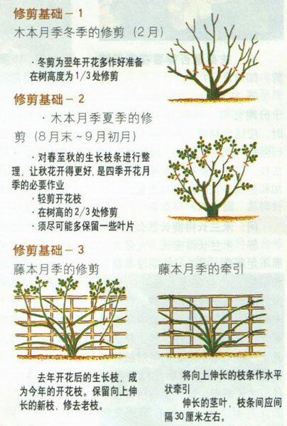月季修剪，月季养护，花园设计，花园养护