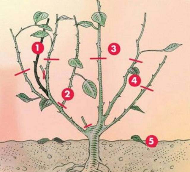别墅庭院植物的冬季修剪—月季篇