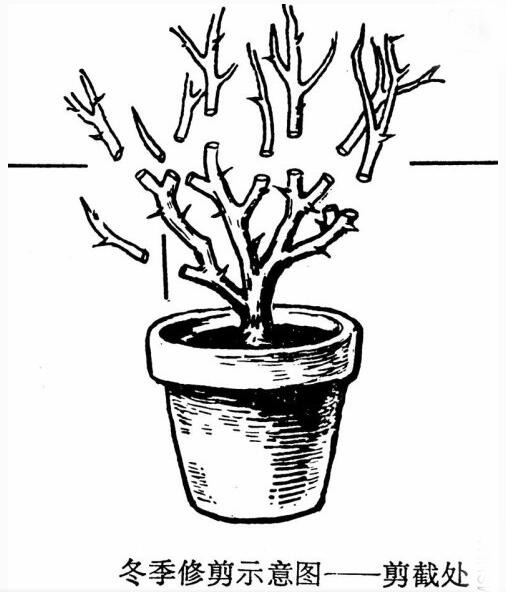 月季修剪，冬季修剪，月季修枝