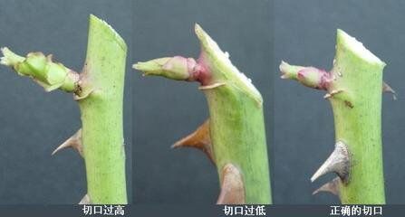 月季修剪切口，月季修剪，花园设计，花园养护