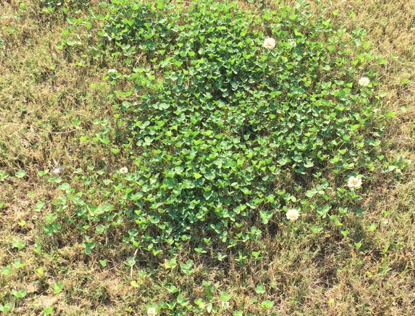 草坪养护,草坪打孔,别墅草坪养护,苏州绿化养护,苏州庭院养护,绿化养护公司,杂草修剪