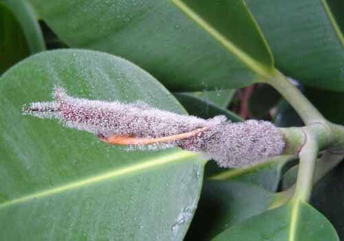 花园植物病害，植物养护，花园养护，修剪打药，灰霉病
