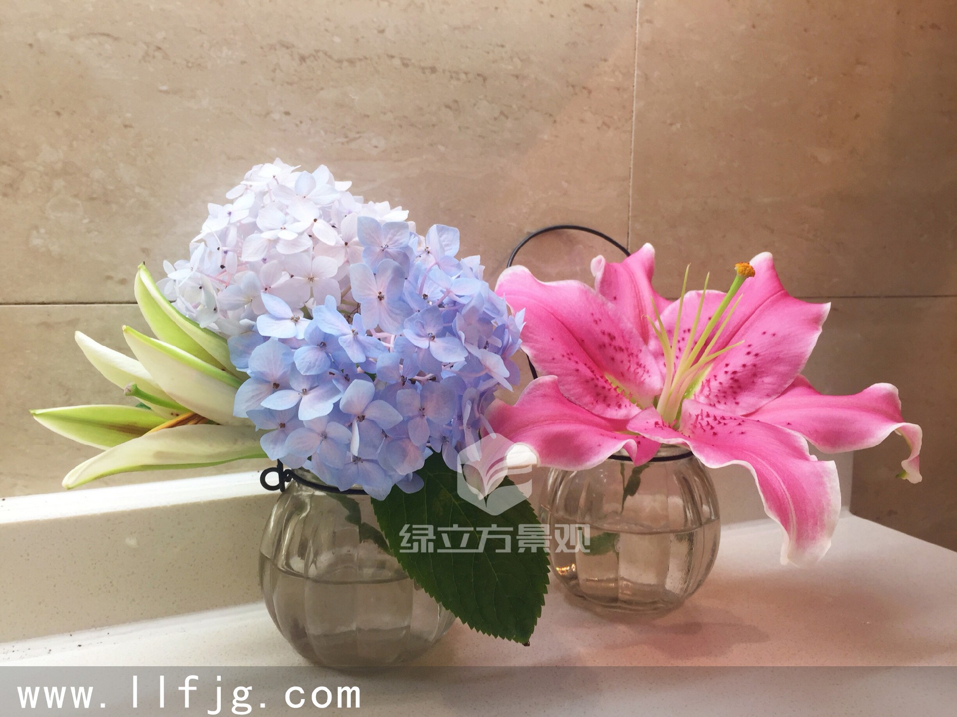 苏州庭院设计,庭院设计,花园设计,病虫害防治,庭院养护,花境养护,百合花,百合养护