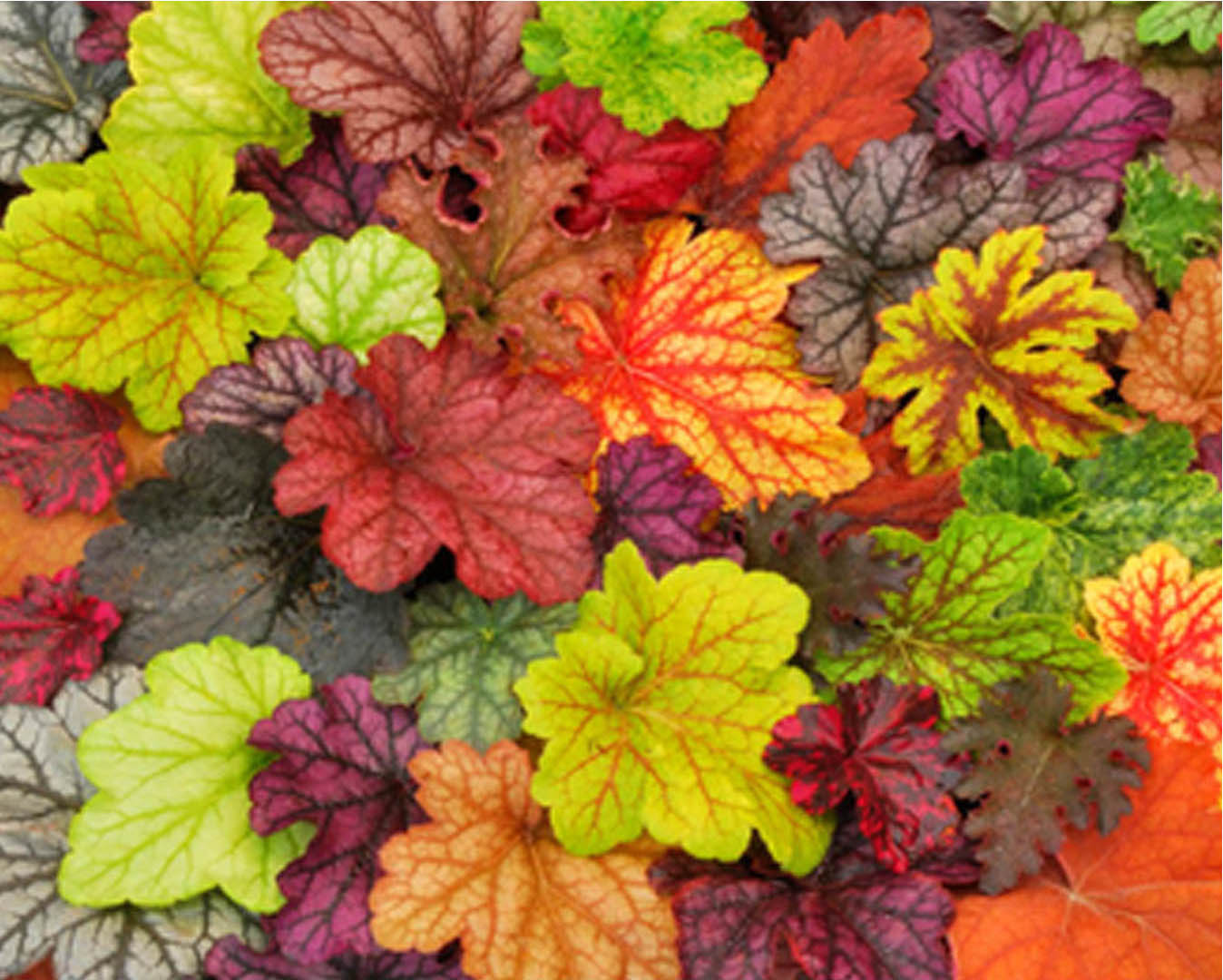 庭院设计，花园设计，矾根，花园植物