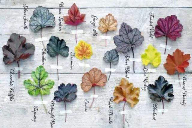 庭院设计，花园设计，花园植物，花园养护，矾根