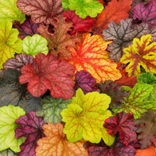 怎样保持“花园调色板—矾根”在庭院设计中的夏季效果