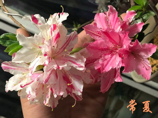 日式景观设计，日式庭院设计，日式枯山水景观，苏州花园设计，苏州庭院设计