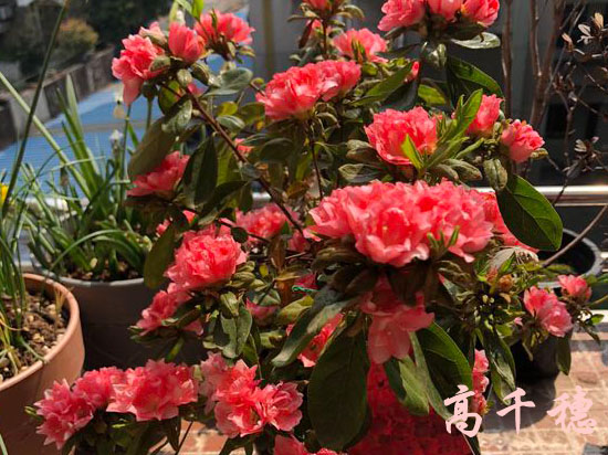 日式景观设计，日式庭院设计，日式枯山水景观，苏州花园设计，苏州庭院设计