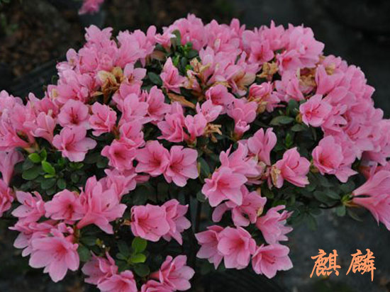 日式景观设计，日式庭院设计，日式枯山水景观，苏州花园设计，苏州庭院设计