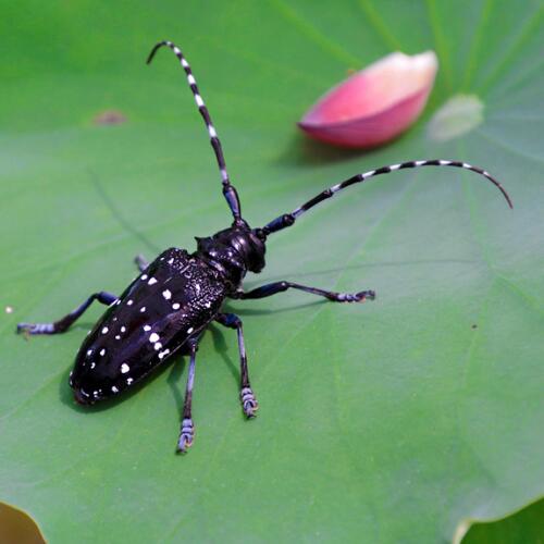 别让您的别墅花园成为了天牛的私家花园