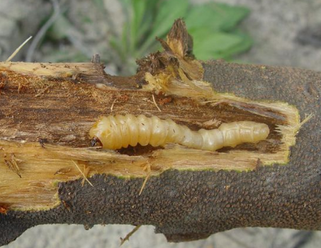 别墅花园设计，私家花园设计，花园养护，厂区养护，天牛防治，树木杀虫，树木打药，花园打药