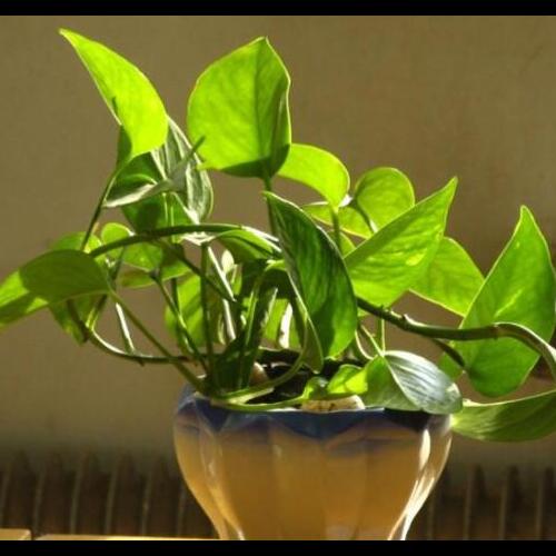 室内绿化植物养护方法——（绿萝）