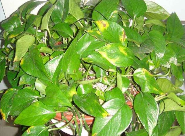 绿萝养护，绿化养护，植物养护，家庭园艺，私家花园养护