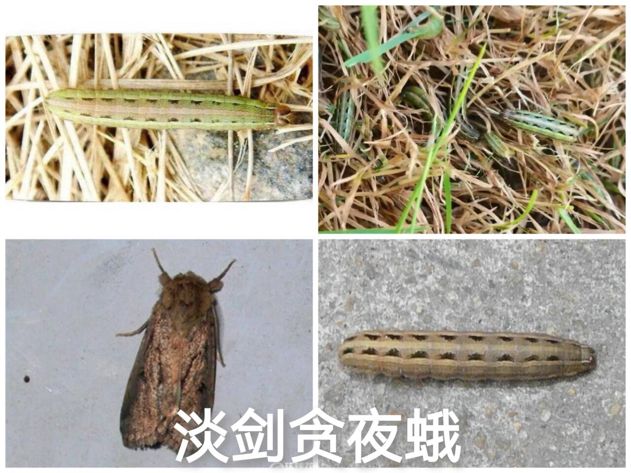 草坪养护 草皮绿化 好养护草坪 百慕大 果岭草 四季青 剪股颖 马尼拉