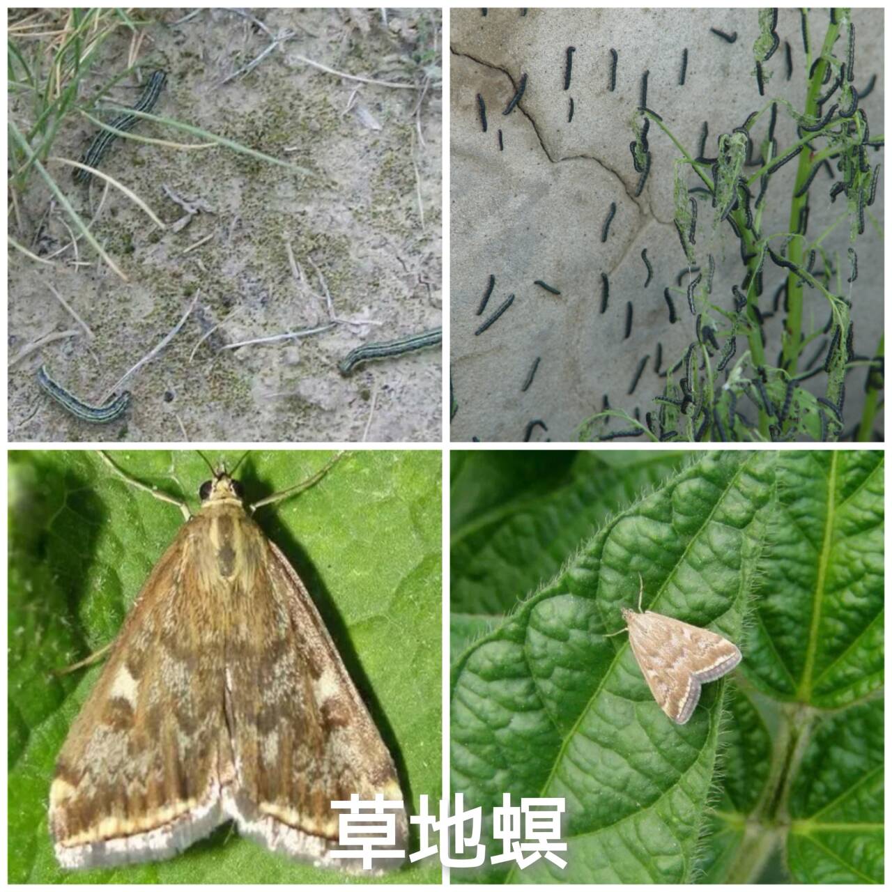 草坪养护 草皮绿化 好养护草坪 百慕大 果岭草 四季青 剪股颖 马尼拉