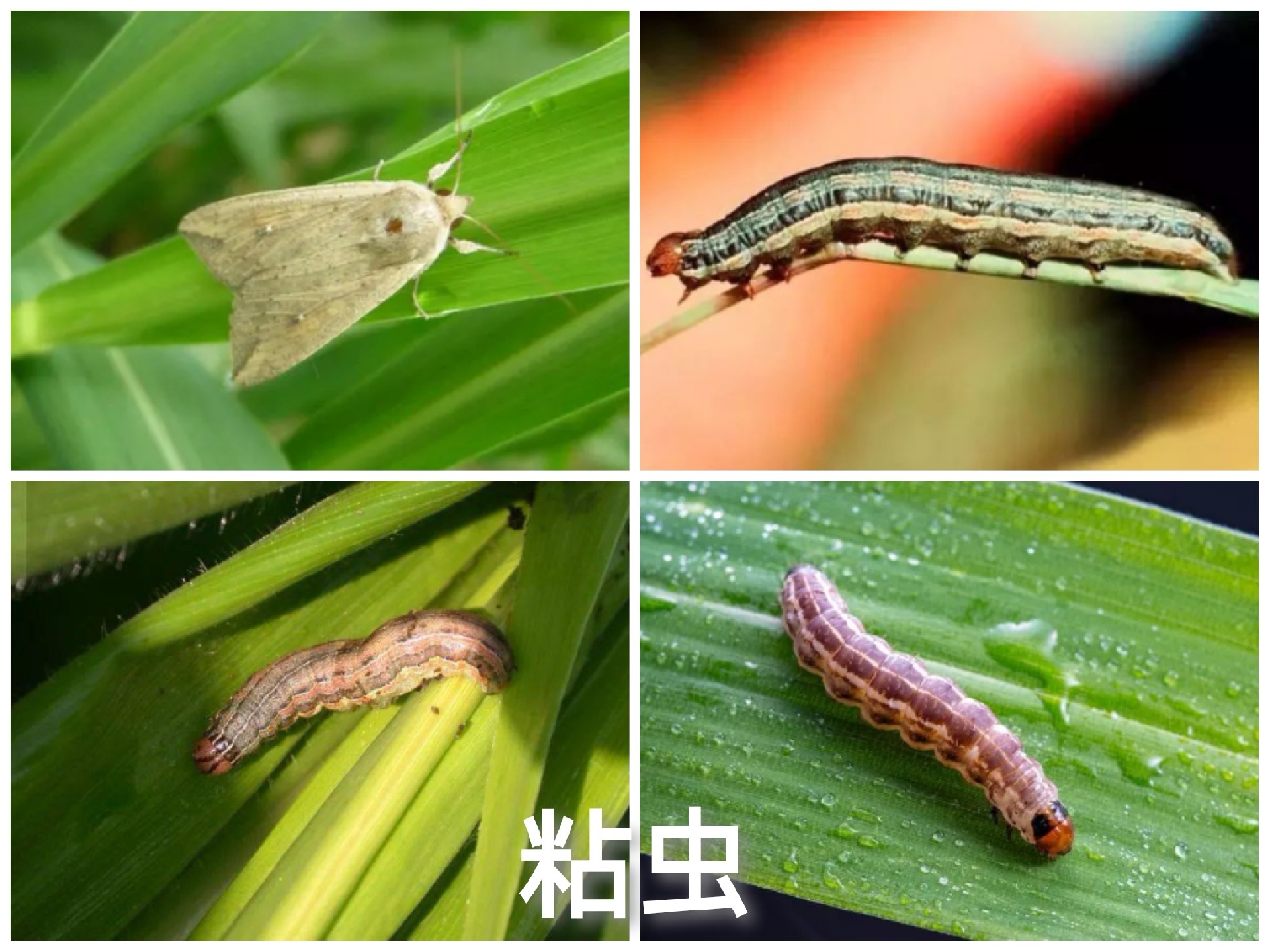 草坪养护 草皮绿化 好养护草坪 百慕大 果岭草 四季青 剪股颖 马尼拉