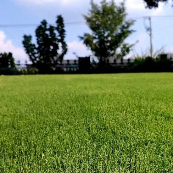 苏州地区秋季草坪交播措施