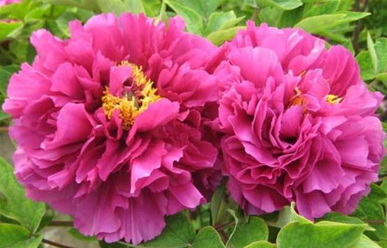 牡丹和芍药很相似怎么区分呢？